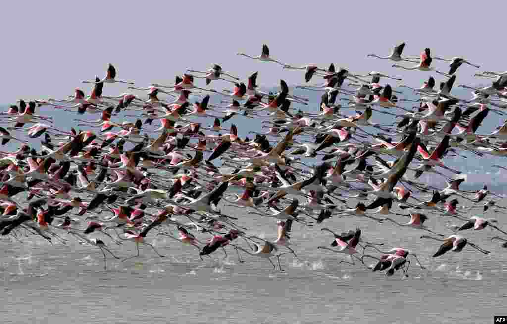 Pink flamingos are seen in a lake in Gammarth on the outskirts of Tunis, Tunisia.