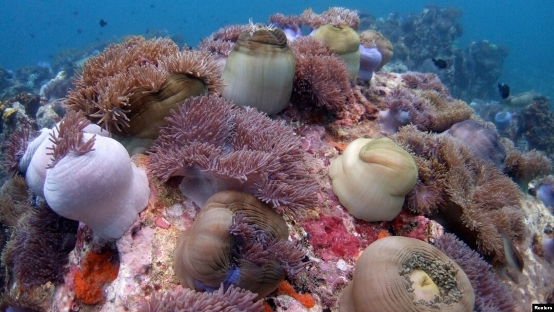 FILE - A bed of corals off Malaysia's Tioman island in the South China Sea